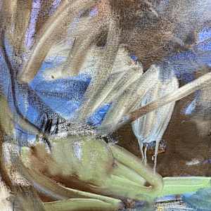 The Raw Reverse (Under the Night Sky) by Petra Schott 