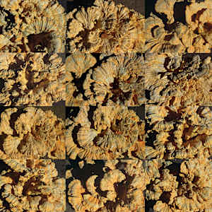 Polypore (Washington, D.C.) by Athena Tacha