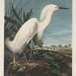 Snowy Heron or White Egret by John James Audubon
