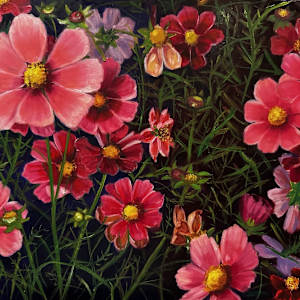 My Garden: Cosmos by Susan Butterfly-Ebert