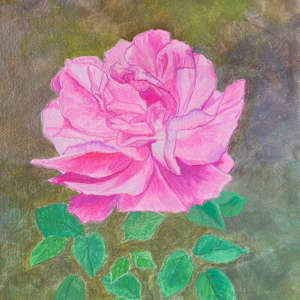 Pink Rose by Deidre Hamaguchi