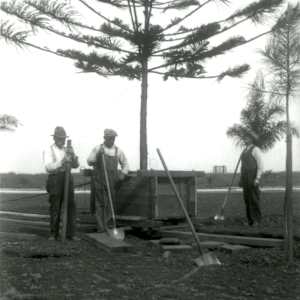 Art Outside the Box Take 2: 10th and Orange by Mason Dean, Juniper Clark  Image: The Coronado Rotary Club’s Star Pine being transplanted from Emily T. Thompson’s yard on Glorietta Blvd.  Mrs. Thompson donated it to the City in memory of her late husband, Charles. 1936. Coronado Historical Association Collection. Rights reserved.