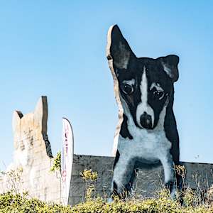 Adopt Us by Blue Sky, Image 1.