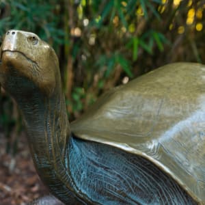 Galapagos Tortoise 