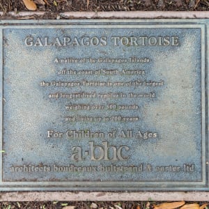 Galapagos Tortoise 