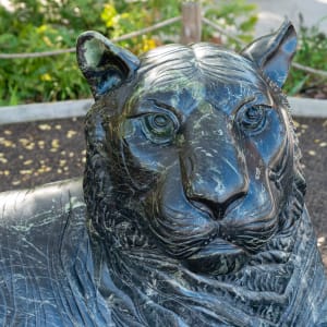 Happy the Tiger 