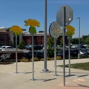 Vista Dandelions by Carin Mincemoyer 