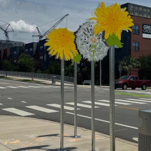 Vista Dandelions by Carin Mincemoyer 