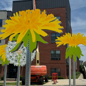 Vista Dandelions by Carin Mincemoyer 