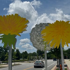 Vista Dandelions by Carin Mincemoyer 