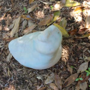White Stoneware Cone 6 by Lauren Van Camp 