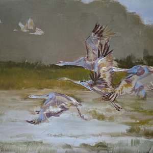 Sandhill Cranes by Susan F. Schafer Studio 