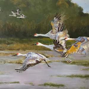 Sandhill Cranes by Susan F. Schafer Studio 