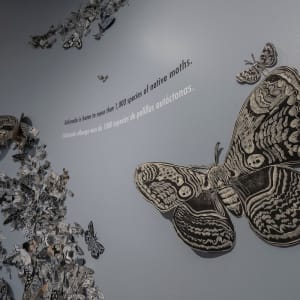Moth Migration Project by Hilary Lorenz  Image: Moth Migration Project Denver Botanic Garden, 2022