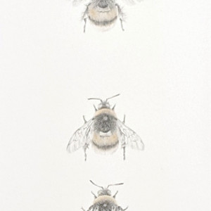 Buff tailed BumbleBee 3.18 by Louisa Crispin 
