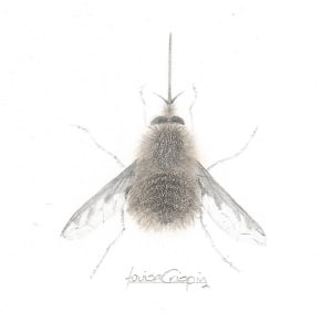 Bee-Fly DWBF001 by Louisa Crispin 