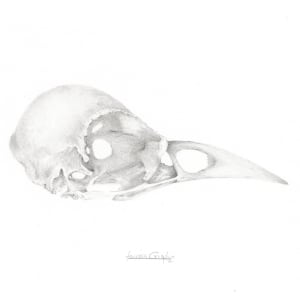 Bird Skull (Jackdaw) by Louisa Crispin 