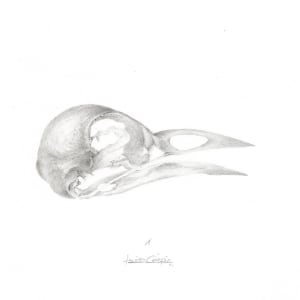 Bird Skull (Robin) by Louisa Crispin 