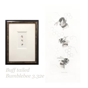 Buff tailed BumbleBee 3.32e by Louisa Crispin 