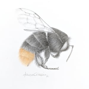 BumbleBee ix by Louisa Crispin 