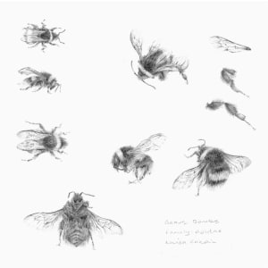 Study of a  BumbleBee 003 by Louisa Crispin 