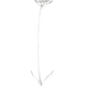 Buttercup BU001 by Louisa Crispin 