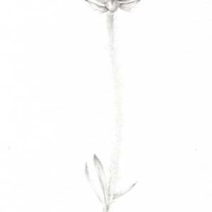 Buttercup BU003 by Louisa Crispin 