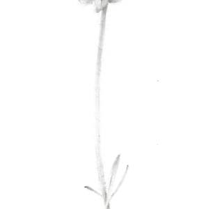 Buttercup BU004 by Louisa Crispin 
