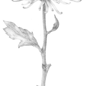 Chrysanthemum ii by Louisa Crispin 