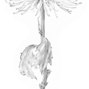 Chrysanthemum iii by Louisa Crispin 