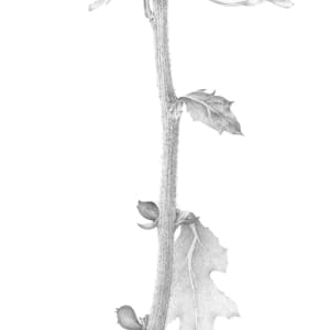 Chrysanthemum iv by Louisa Crispin 