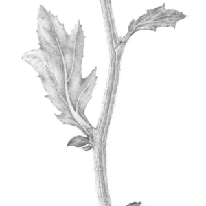Chrysanthemum v by Louisa Crispin 