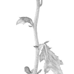 Chrysanthemum vi by Louisa Crispin 