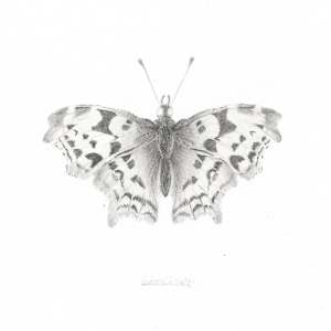 Comma CB002 by Louisa Crispin, Image 2.