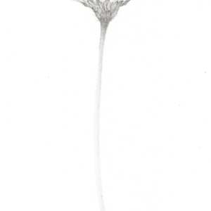 Daisy DA018 by Louisa Crispin, Image 2.