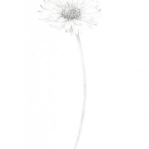 Daisy DA019 by Louisa Crispin, Image 2.