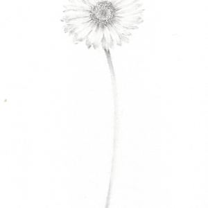 Daisy DA024 by Louisa Crispin, Image 2.