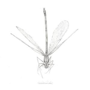 Damselfly DF001 by Louisa Crispin 