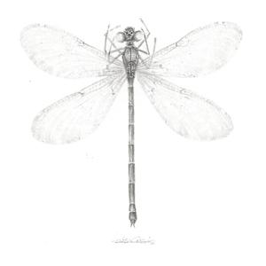 Damselfly DF002 by Louisa Crispin 