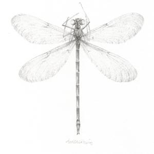 Damselfly DF003 by Louisa Crispin 