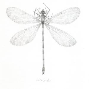 Damselfly DF004 by Louisa Crispin 