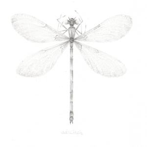 Damselfly DF007 by Louisa Crispin, Image 2.