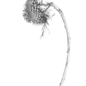 Decay iv ~ the Sunflower by Louisa Crispin 
