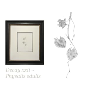Decay xxiii ~ Physalis edulis by Louisa Crispin 
