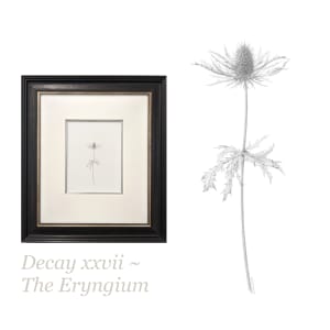 Decay xxvii ~ The Eryngium by Louisa Crispin 