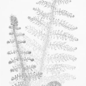 Fern vi by Louisa Crispin 