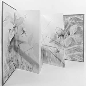 Field Notes 007 ~ Garden Spider (artist book) by Louisa Crispin, Image 6.