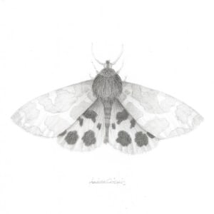 Garden Tiger Moth GTM002 by Louisa Crispin 