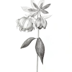 Helleborus orientalis 