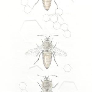 Honey Bee 3.42e 